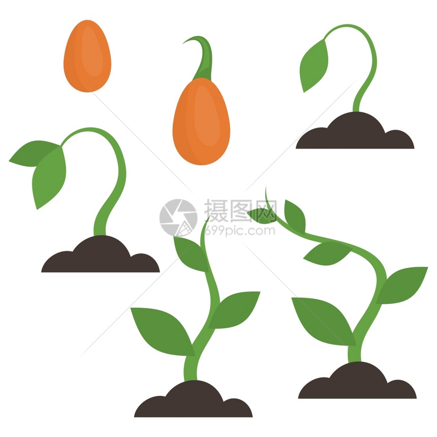 植物的生长阶段矢量插图图片