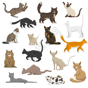 家猫品种扁平图标集合国内流行罕见的外来猫品种扁平图标收集波斯缅因州科恩矢量插图插画