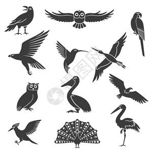 鹈鹕飞风格化的鸟类剪影黑色图标风格化的野生异国情调的鸟类剪影黑色图标收集与鹈鹕翱翔的鹰孔雀矢量插图插画
