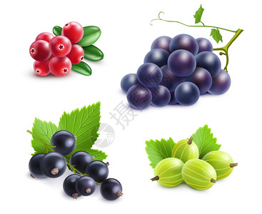 蔓越莓素材现实的浆果套装现实的浆果蔓越莓葡萄醋栗黑色醋栗白色背景矢量插图插画