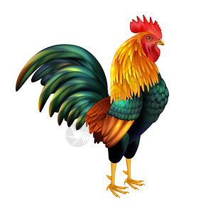 五颜六色的现实公鸡彩色写实公鸡2017中国新的象征,白色背景上矢量插图图片