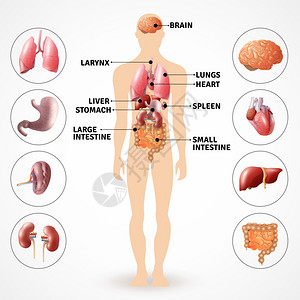 身体内脏人体解剖器官医学海报描绘人体解剖内脏光背景平矢量插图插画