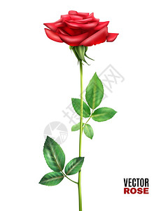 玫瑰花插图美丽盛开的红玫瑰花与茎绿叶白色背景上的现实矢量插图图片
