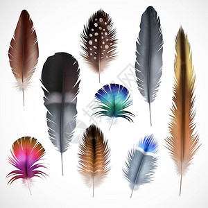 现实的羽毛美丽的彩色小大鸟现实羽毛白色背景矢量插图上图片