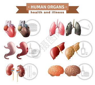 人体器官健康风险医疗海报人体器官健康危险因素图标成医疗海报与哈特肝脑肺教育矢量插图背景图片