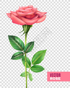 玫瑰花瓣透明套装透明的背景矢量插图上,真实的嫩的盛开的粉红色玫瑰,美丽的花瓣绿色的茎叶背景图片