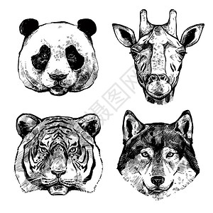 熊猫肖像动物园动物学高清图片