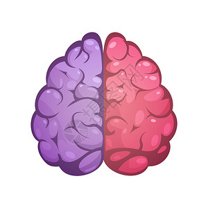 地区图标左右脑象征图像人脑两种同颜色的符号左右半球模型图像图标抽象矢量插图插画