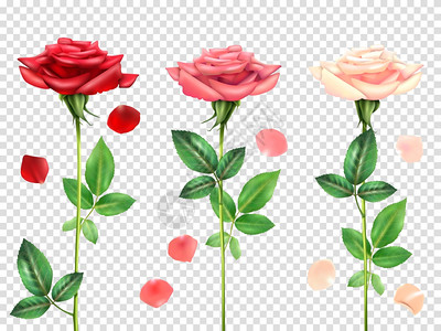 现实的玫瑰套装三朵美丽的红色粉红色玫瑰花瓣透明的背景现实矢量插图上图片