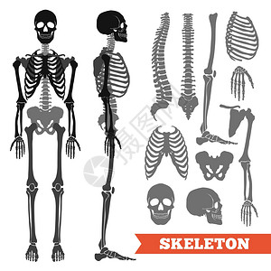 单手指人素材人类的骨头骨骼人体解剖平单色集与骨骼单骨分离白色背景矢量插图插画