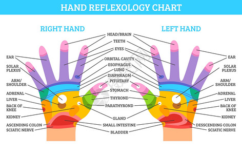 手反射学图表彩色左右手反射图,白色背景平矢量插图上描述相应的器官身体部位插画