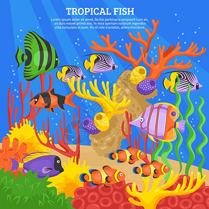 白骨精热带鱼海背景热带鱼海背景与珊瑚水平矢量插图插画