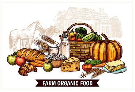 南瓜牛奶生态农场海报生态农场海报与健康的自然用的产品,以适当的营养矢量插图插画