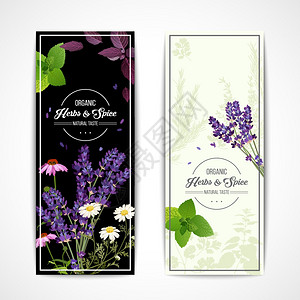 紫色达丽菊带野花香料的草药横幅卡片与机草药盛开的花朵香料黑白背景矢量插图插画