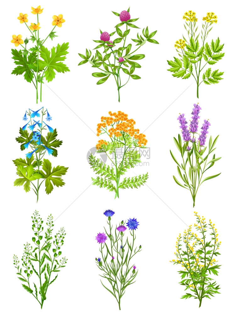 野生草药的收藏收集野生草本植物分离彩色装饰元素白色背景与坦西菊苣鼠尾草矢量插图图片