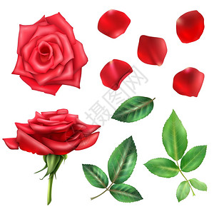 红色花蕾玫瑰花花瓣套装美丽绽放的红色玫瑰花瓣叶子现实隔离白色背景矢量插图插画