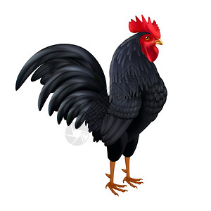 黑色公鸡真实的侧视图像美丽的黑色公鸡品种鸡现实侧图像白色背景矢量插图图片