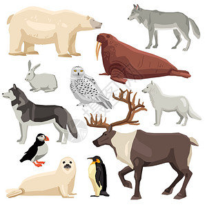 极地动物集合同的扁平极地动物鸟类白色背景矢量插图上图片