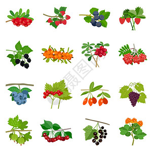 贝里萨彩色浆果图标彩色浆果图标同种类的平风格孤立矢量插图插画