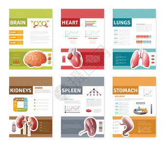 人体内部器官横幅小的彩色人体内部器官,描述横幅隔离白色背景平矢量插图上图片