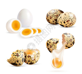 碎蛋壳现实的鹌鹑蛋集鹌鹑蛋分离出完整的鸡蛋破裂的蛋壳碎片的真实图像,用煮鸡蛋切片矢量插图插画
