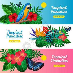热带水平横幅套三个彩色热带水平横幅热带天堂的描述,并阅读更多的按钮矢量插图背景图片