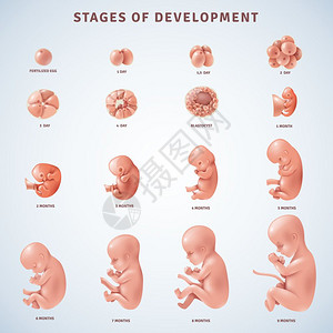 人类月秋日分期人类胚胎发育装饰图标人类胚胎发育的阶段,并几个月内澄清现实的矢量插图插画