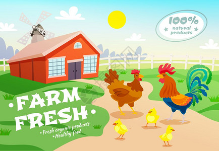 养鸡场广告背景家禽养殖场健康机食品成与平坦的郊区风景鸡舍群鸡矢量插图背景图片