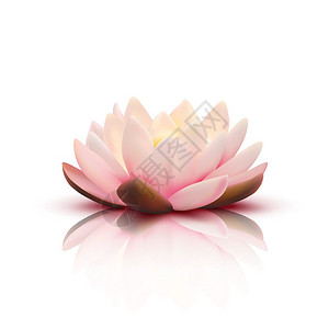 莲花的三维花莲花与淡粉红色花瓣与反射白色背景三维矢量插图图片