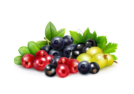 浆果混合现实的浆果混合现实的与叶片树枝的蓝莓蔓越莓醋栗黑色醋栗矢量插图背景图片