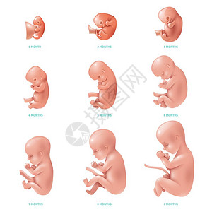 人类胚胎人类胎儿图标集中彩色人胎儿怀孕周周的发展矢量插图插画