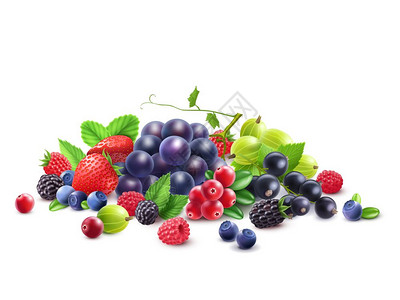 成熟浆果模板成熟浆果模板与葡萄醋栗,草莓,黑莓,蔓越莓,黑醋栗,树莓分离载体插图图片