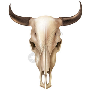 干煸牛肉丝现实的牛头盖骨现实的牛头盖骨与污渍黑色发亮的角白色背景矢量插图插画