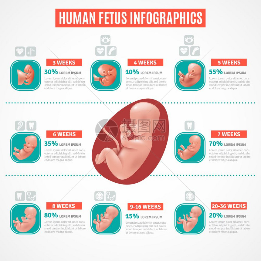 人类胎儿信息图人类胎儿信息布局的现实风格与视觉文本信息的胚胎发育矢量插图图片