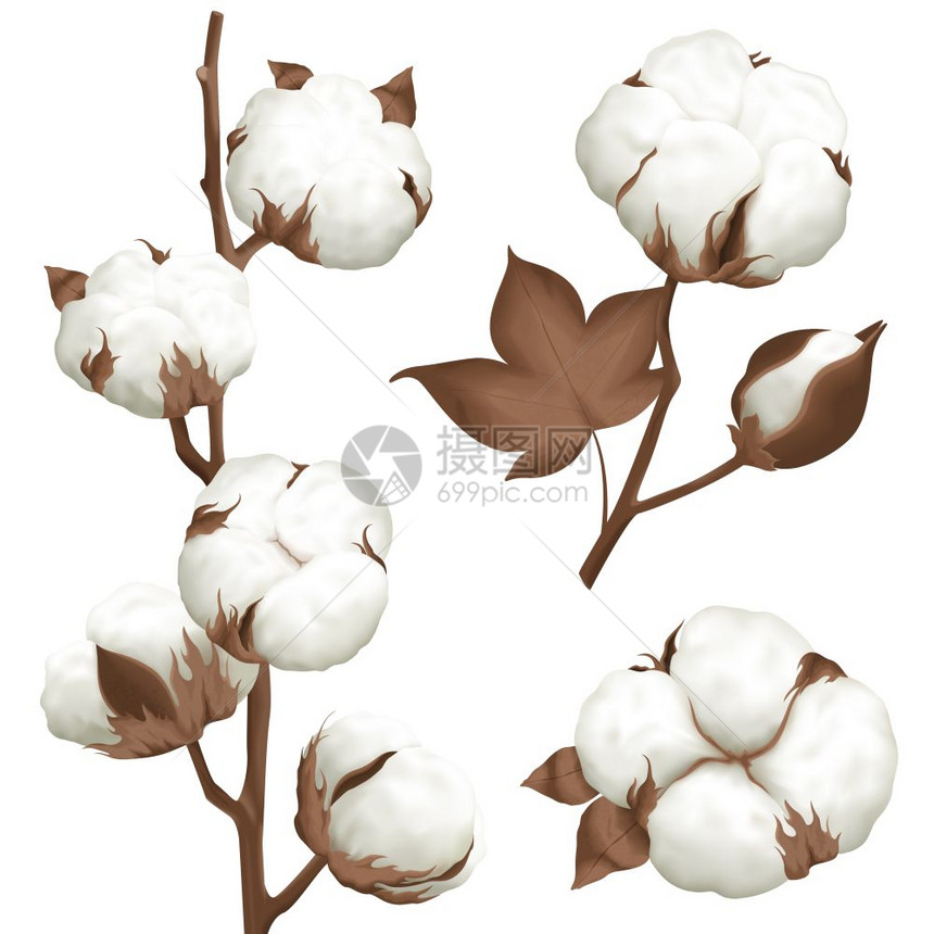 棉花植物铃实感套装成熟棉铃打开种子案例逼真的3个植物部分分离矢量插图图片