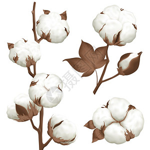 棉花生长棉花植物铃实感套装成熟棉铃打开种子案例逼真的3个植物部分分离矢量插图插画