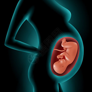 孕妇轮廓子宫内胎儿孕妇的轮廓孕妇的剪影,突出她的胎儿子宫中的三维矢量插图插画