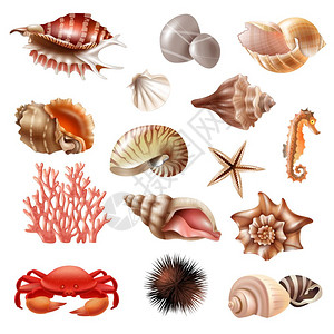 贝壳写实套装现实的套同的美丽贝壳其他海洋动物隔离白色背景矢量插图图片