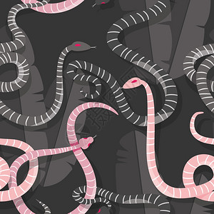 无缝图案与彩色交条纹雨林蛇,矢量插图图片