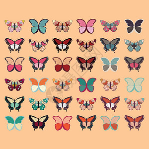 收集三十六只彩色手绘蝴蝶,橙色背景,矢量插图图片