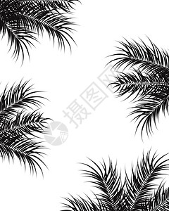 热带与黑色棕榈叶植物白色背景,矢量插图背景图片