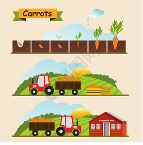 胡萝卜,植物的生长周期作物的收集交付矢量插图图片