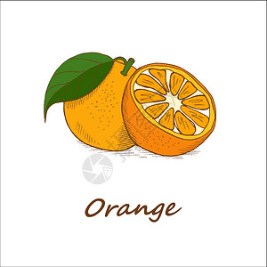 新鲜橘子海报橘子,手绘矢量插图插画