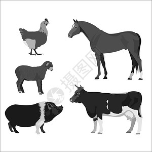 反刍动物动物农场牛,马,羊肉,鸡肉单色矢量插图插画