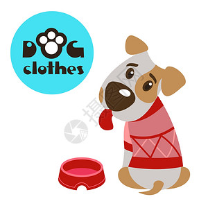 毛衣针穿衣服的狗杰克罗素猎犬狗的衣服矢量插图白色背景上隔离插画