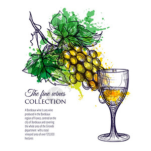 杯白葡萄酒与树枝葡萄手绘矢量插图杯加枝葡萄的白酒图片