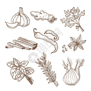 罗勒叶手绘草药香料套装手工绘制的草药叶子根香料复古风格的孤立矢量插图中插画