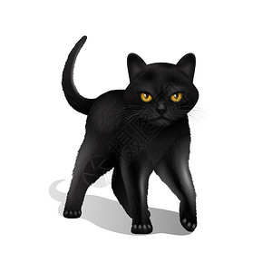 轻的黑色现实家猫孤立白色背景矢量插图黑猫写实背景图片