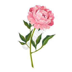 粉红色白色牡丹写实插图单牡丹花与叶写实孤立矢量插图装饰插画