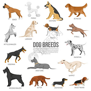 阿韦纳狗品种集狗品种与公牛猎犬拳击手狮子狗矢量插图插画